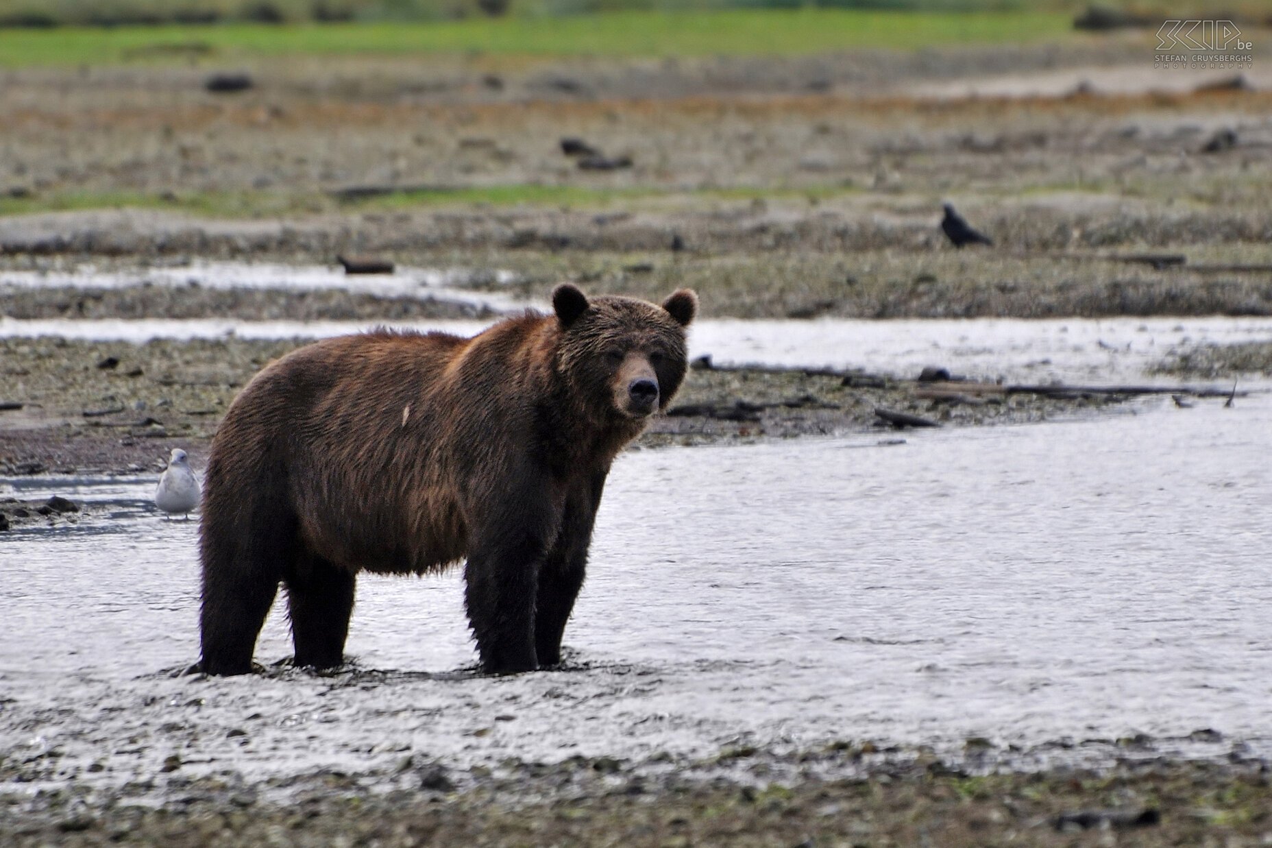 Knight Inlet - Brown bear Big male brown bear (Ursus arctos) Stefan Cruysberghs